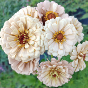 Dawn Creek Zinnia Mix