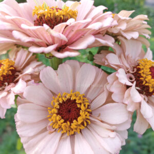Dawn Creek Zinnia Mix
