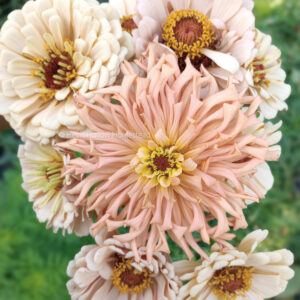 Dawn Creek Zinnia Mix