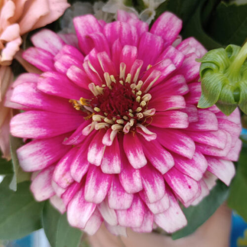 Fall Flower Subscription (mid August - September) - Image 6