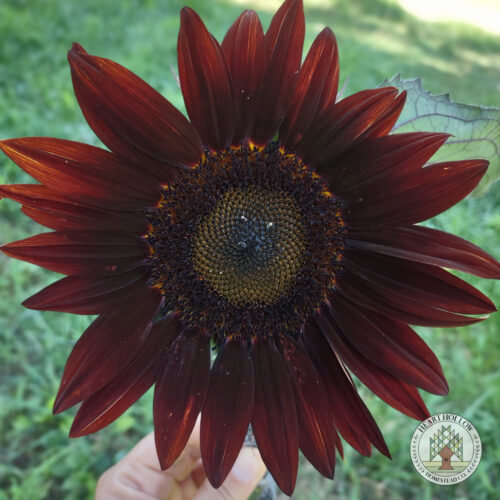 Fall Flower Subscription (mid August - September) - Image 2