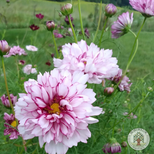 Fall Flower Subscription (mid August - September) - Image 3