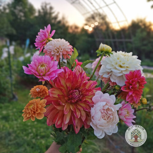 Summer Flower Subscription (July - Mid August) - Image 5
