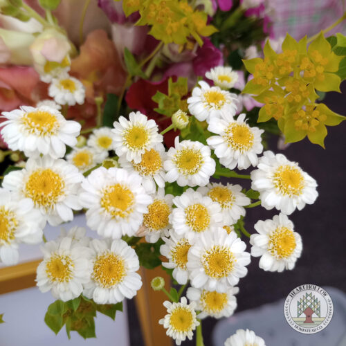 The Edinburgh Flower Club (Late July - Mid August) - Image 6