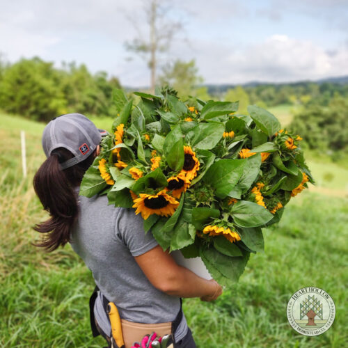 Fall Flower Subscription (mid August - September) - Image 4